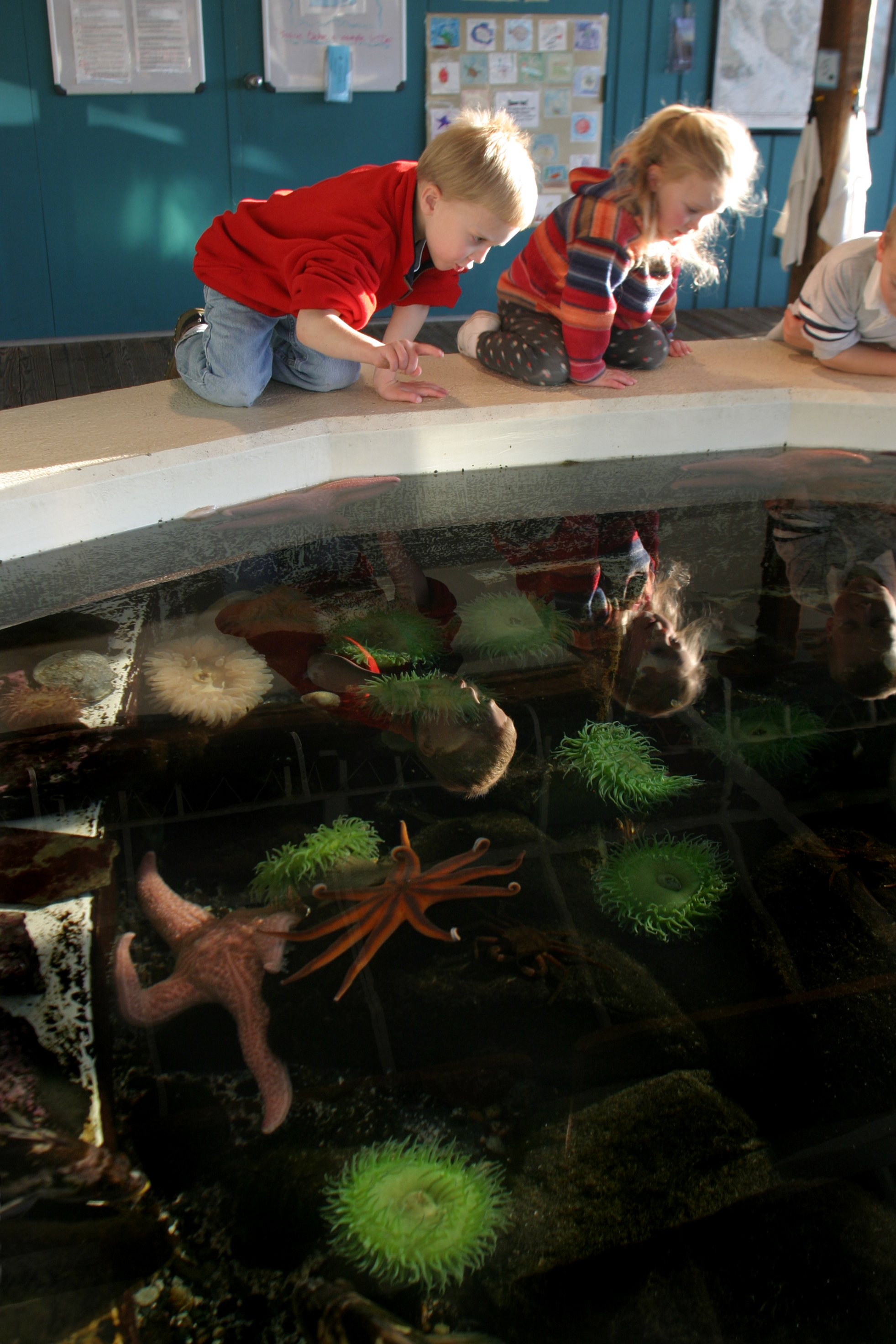 Children looking in a pool at marine life